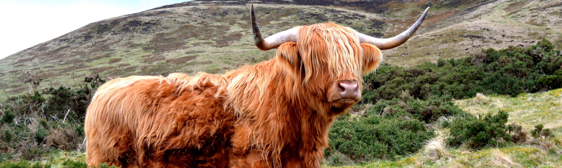 A Highland Cow with sweeping horns on the gorse-covered hillside